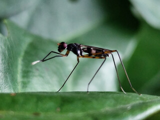 Rainieria antennae are a species of stiff-legged fly in the family Micropezidae, resting on fresh green leaves.