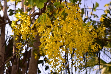 Cassia fistula flowers blooming on green leaves branches hanging on tree isolated on blue sky background closeup, Amazing Cassia fistula tree with bunch of flower in yellow