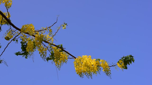 Cassia fistula flowers blooming on green leaves branches hanging on tree isolated on blue sky background closeup, Amazing Cassia fistula tree with bunch of flower in yellow