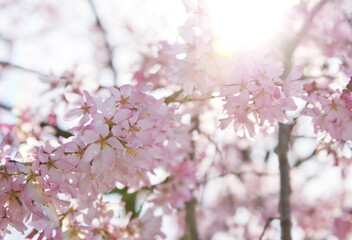 逆光の枝垂れ桜