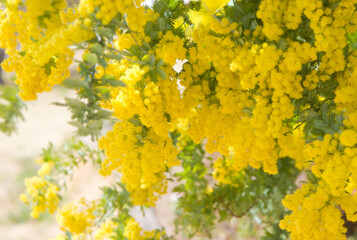 満開のミモザ(ギンヨウアカシア）2