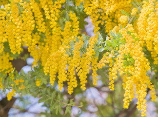 満開のミモザ(ギンヨウアカシア）4