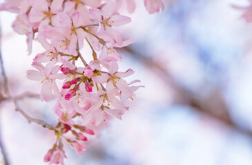 満開の枝垂れ桜