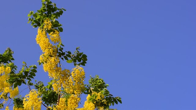 Cassia fistula flowers blooming on green leaves branches hanging on tree isolated on blue sky background closeup, Amazing Cassia fistula tree with bunch of flower in yellow