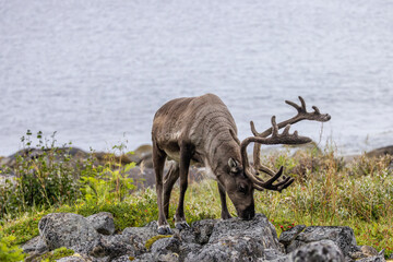 Arctic reindeer feeding near the Arctic Circle, Norway