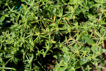  Green leaves of Eryngium foetidum (culantro). Natural detail.