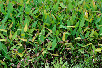 green grass in the garden