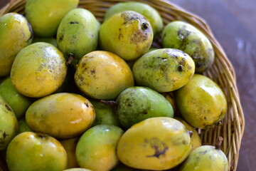 Mango, Scientific name Mangifera caloneura Kurz, Ripe Mango tree (Mangifera caloneura Kurz) fruits in wicker basket