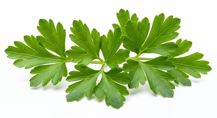 Fresh Green Parsley Sprig Isolated on White Background Studio Shot