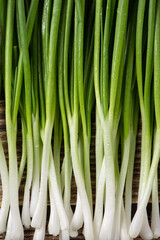 closeup of young green onions background.