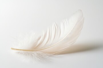 A delicate white feather resting gently on a light background