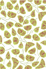 Beautiful butterfly plant leaf. Green and red leaf texture on white background 