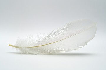 Obraz premium A single soft and graceful white feather on a plain background