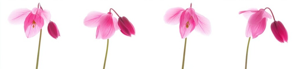 Delicate Pink Flowers Against White Background