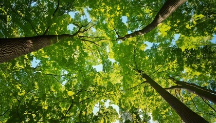 Obraz premium Large Linden trees (Tilia) and Oaks (Quercus) are striving towards