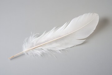 Obraz premium A single white feather resting on a solid neutral gray background
