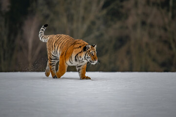 Siberian Tiger running in snow. Beautiful, dynamic and powerful photo of this majestic animal. Set in environment typical for this amazing animal. Birches and meadows