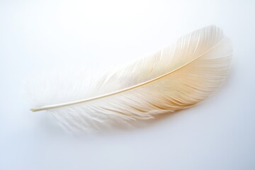 Obraz premium A single isolated feather displaying soft textures and natural colors