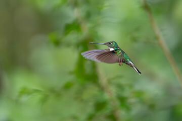 Frontal shot of a Fire throated Hummingbird feeding on a foxglove flower in a cloud forest garden in Costa Rica