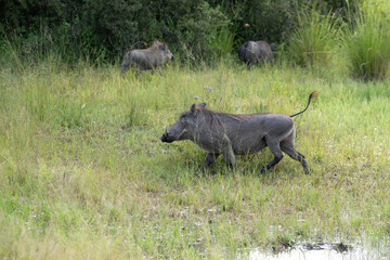 A male warthog grazing in the plains of Masai Mara National Reserve during a wildlife safari