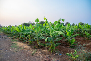 Naklejka premium Banana plantation. Growing Young banana plants, leaves. Young banana plants