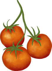 Fototapeta premium Hand drawn illustration of large cherry tomato on branch. Elegant watercolor vegetable food for packaging farmer market item, logo for tomato producer, sketch drawing.