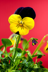 Yellow and purple Pansy Flowers in Bloom on red background