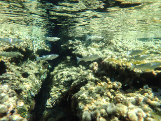 Ocean blue underwater with sunrays, Underwater Sea Deep Water Abstract Sunshine, sea wave , clean waters in summer time, Natural underwater seascape, sand on ocean floor and water surface with sunligh