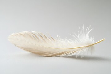 Obraz premium A single white feather displayed against a light grey background