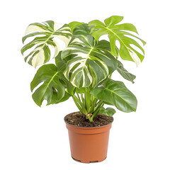 A plant with striking white and green leaves set against a transparent background highlighting its unique colors