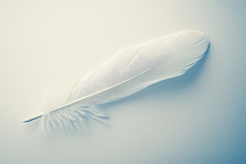 Obraz premium A singular white feather resting on a soft gradient background