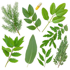 Fototapeta premium Varied leaves and herbs displaying rich textures and colors isolated on a transparent background for culinary uses