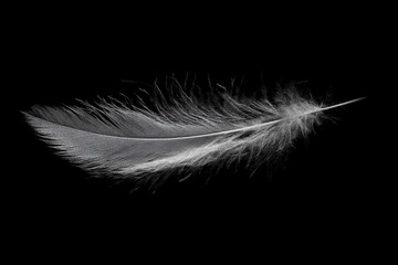 A Single White Feather Floating Against a Black Background