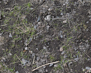 Top view of soil texture with grass. Earth background, green sprouts. A bare field overgrown with grass. Field problems	