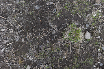 Top view of soil texture with grass. Earth background, green sprouts. A bare field overgrown with grass. Field problems	