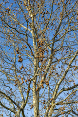 Platanus hispanica, acerifolia. A leafless London plane tree with hanging fruit.