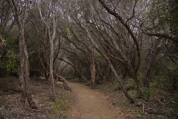 Hiking track at Cape Otway Lighthouse in Great Otway National Park at Great Ocean Road, Victoria, Australia
