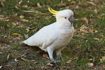 Yellow-crested cockatoo in Grampians National Park in Victoria, Australia
