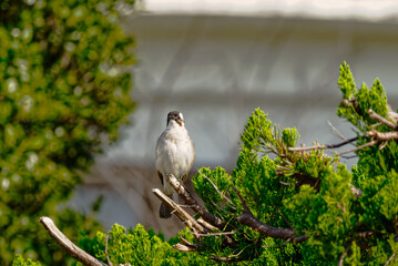 畑荒らしの鳥