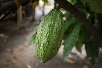 Close-up of a vibrant green cacao pod, ripe and plump, hanging from a branch in a lush garden.