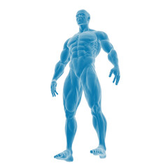 Digital 3D model of a muscular male figure.