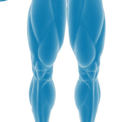 Illustration of human leg muscles in blue