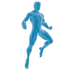 Anatomical illustration of a muscular male figure.