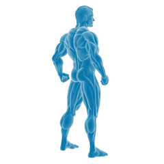 Blue-toned 3D muscular male anatomy illustration.
