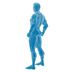 3D illustration of a male muscular anatomy structure.