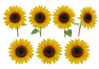 A vibrant collection of sunflowers, bursting with summer's golden warmth and joyful energy, against a clean white background.