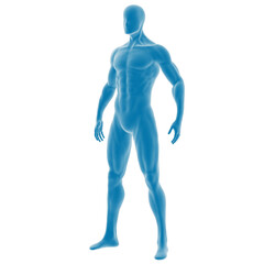 3D rendered blue human body model