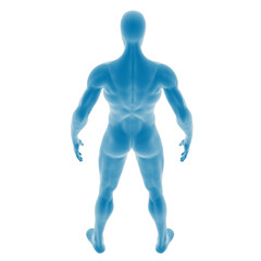 Stylized blue human anatomy silhouette from the back