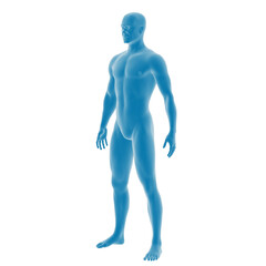 3D render of blue male anatomy model