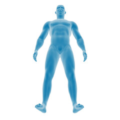 Blue anatomical male figure on white background.